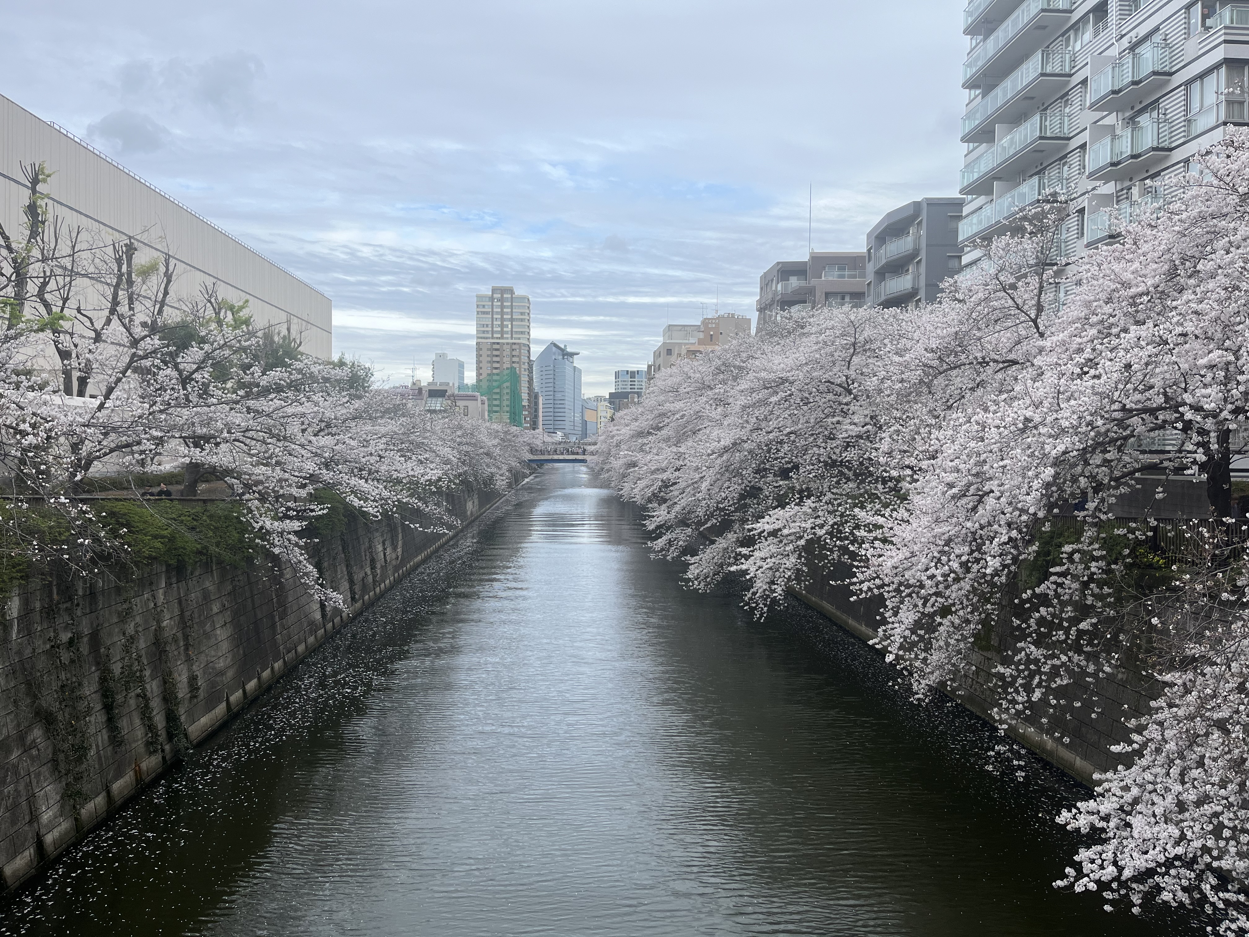 A view of the cherry blossoms draped over the edges of the the Meguro river in Tokyo